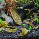 植栽から1日目　クリプトコリネ　ブローサ